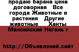 продаю барана цена договорная - Все города Животные и растения » Другие животные   . Ханты-Мансийский,Нягань г.